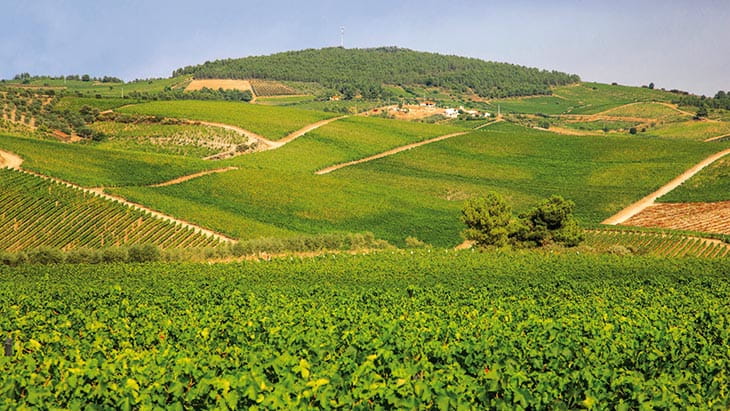 Vineyards at Quinta da Avessada in Favaios, Portugal